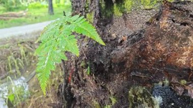 Damlalar damlacıklar damlıyor ya da damlıyor..