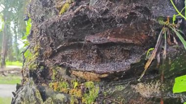 Damlalar damlacıklar damlıyor ya da damlıyor..