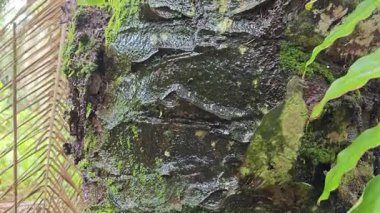 Damlalar damlacıklar damlıyor ya da damlıyor..