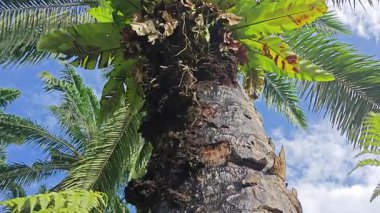 Damlalar damlacıklar damlıyor ya da damlıyor..