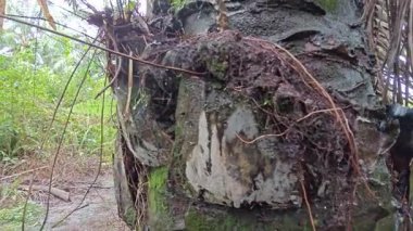 Damlalar damlacıklar damlıyor ya da damlıyor..