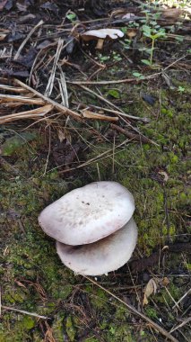 Alt tarafı siyah mantarlı yenilemez agaricus mantarı..