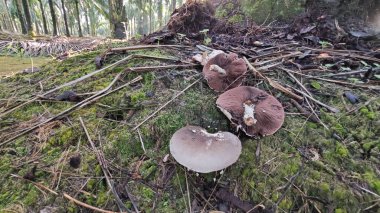 Alt tarafı siyah mantarlı yenilemez agaricus mantarı..
