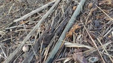 Alt tarafı siyah mantarlı yenilemez agaricus mantarı..