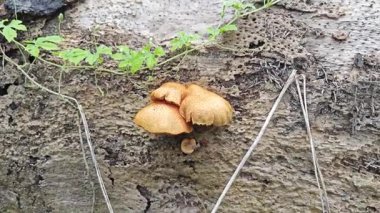 Çürüyen palmiye yağı gövdesinden çıkan vahşi beyaz istiridye mantarları..