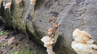 Çürüyen palmiye yağı gövdesinden çıkan vahşi beyaz istiridye mantarları..