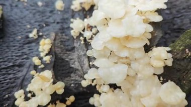Çürüyen palmiye yağı gövdesinden çıkan vahşi beyaz istiridye mantarları..