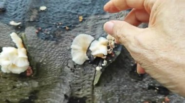 Çürüyen palmiye yağı gövdesinden çıkan vahşi beyaz istiridye mantarları..