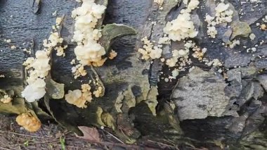 Çürüyen palmiye yağı gövdesinden çıkan vahşi beyaz istiridye mantarları..