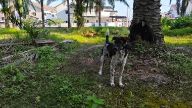 Kırsal toprak yolda sağanak yağış sonrasında durgun su havuzu yansıtıyor.