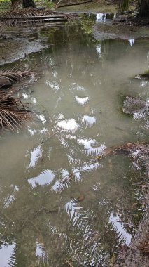 Kırsal toprak yolda sağanak yağış sonrasında durgun su havuzu yansıtıyor. 