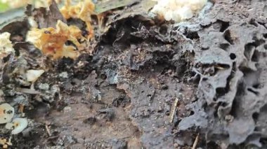 Çürüyen palmiye yağı gövdesinden çıkan vahşi beyaz istiridye mantarları..