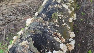 Çürüyen palmiye yağı gövdesinden çıkan vahşi beyaz istiridye mantarları..