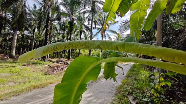 Yuvarlak ve sarkık muz yapraklı. Gövdesinden su damlaları çıkıyor..