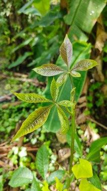Genç yeşil kauçuk yaprağının aksı filizleniyor. 