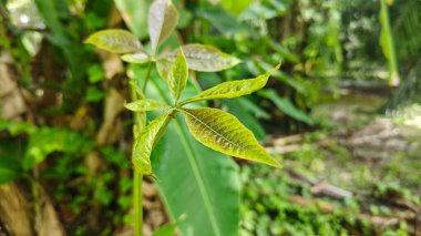 Genç yeşil kauçuk yaprağının aksı filizleniyor. 