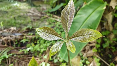 Genç yeşil kauçuk yaprağının aksı filizleniyor. 