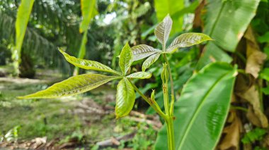 Genç yeşil kauçuk yaprağının aksı filizleniyor. 