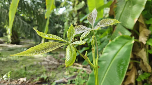 Genç yeşil kauçuk yaprağının aksı filizleniyor. 