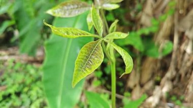 Genç yeşil kauçuk yaprağının aksı filizleniyor. 