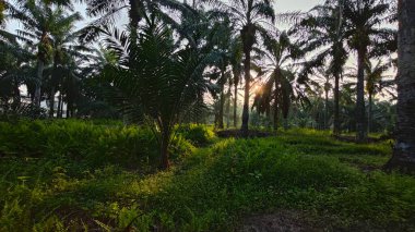 Parlak güneş ışığı uzak fidanlıktaki yapraklı palmiye ağaçlarının etrafında parıldıyor..