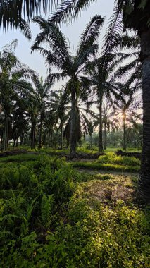 Parlak güneş ışığı uzak fidanlıktaki yapraklı palmiye ağaçlarının etrafında parıldıyor..