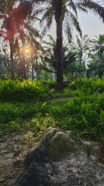 Parlak güneş ışığı uzak fidanlıktaki yapraklı palmiye ağaçlarının etrafında parıldıyor..