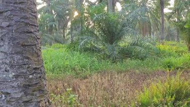 Parlak güneş ışığı uzak fidanlıktaki yapraklı palmiye ağaçlarının etrafında parıldıyor.. 