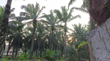 Parlak güneş ışığı uzak fidanlıktaki yapraklı palmiye ağaçlarının etrafında parıldıyor.. 