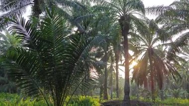 Parlak güneş ışığı uzak fidanlıktaki yapraklı palmiye ağaçlarının etrafında parıldıyor.. 