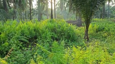 Parlak güneş ışığı uzak fidanlıktaki yapraklı palmiye ağaçlarının etrafında parıldıyor.. 