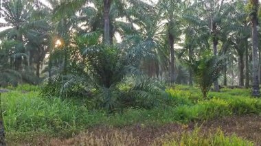 Parlak güneş ışığı uzak fidanlıktaki yapraklı palmiye ağaçlarının etrafında parıldıyor.. 