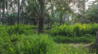 Parlak güneş ışığı uzak fidanlıktaki yapraklı palmiye ağaçlarının etrafında parıldıyor.. 