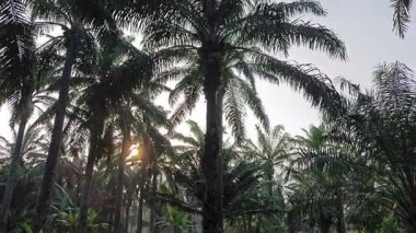Parlak güneş ışığı uzak fidanlıktaki yapraklı palmiye ağaçlarının etrafında parıldıyor.. 
