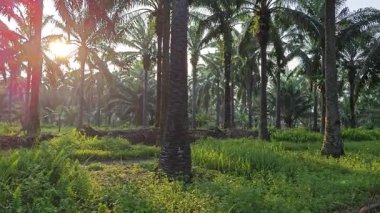Parlak güneş ışığı uzak fidanlıktaki yapraklı palmiye ağaçlarının etrafında parıldıyor.. 
