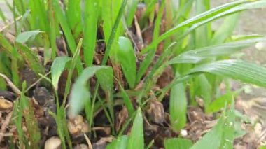 Hurma ağacının tomurcukları, yere sarkmış bir tohum yığınından çıkar..