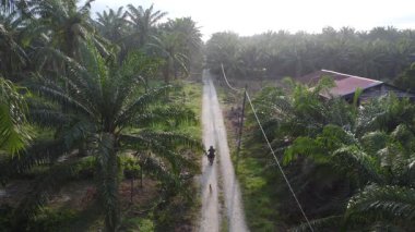 Aerial footage at the distance of unknown motorist riding along the rural pathway and being chased by a stray dog.    