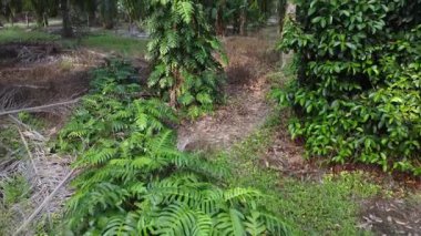 Çalı ve yapraklı vahşi canavarın gökyüzü manzarası. Palmiye yağı gövdesinin etrafında sürünen deliciosa tarla arazisi..