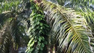 Çalı ve yapraklı vahşi canavarın gökyüzü manzarası. Palmiye yağı gövdesinin etrafında sürünen deliciosa tarla arazisi..