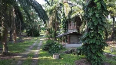 Çalı ve yapraklı vahşi canavarın gökyüzü manzarası. Palmiye yağı gövdesinin etrafında sürünen deliciosa tarla arazisi..