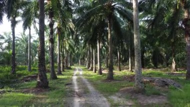 aerial landscape scene of the overgrown vegetation along the plantation dirt pathway. 