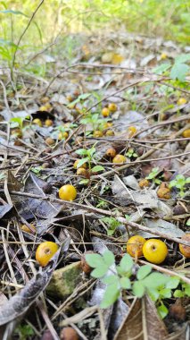 Küçük vahşi ve yenmez olgunlukta meyveler tarlaya doğru kırsal yolda dışkılanıyor. 