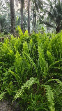Güzel, aydınlık bir sabah manzarası. Bitki örtüsü ve palmiye yağı fidanlığı..