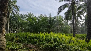 Güzel, aydınlık bir sabah manzarası. Bitki örtüsü ve palmiye yağı fidanlığı..