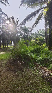 Güzel, aydınlık bir sabah manzarası. Bitki örtüsü ve palmiye yağı fidanlığı..