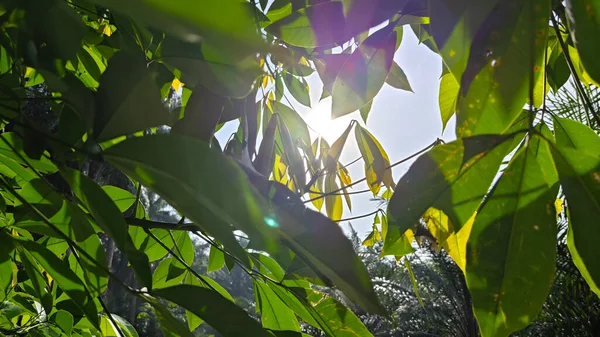 Taze, yeşil, kauçuk yaprak filizleri..