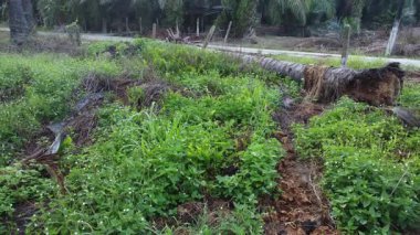 aerial landscape scene of the overgrown vegetation along the plantation dirt pathway. 