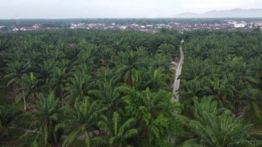 aerial landscape scene of the overgrown vegetation along the plantation dirt pathway. 