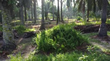 aerial landscape of the overgrown vegetation at the plantation sunny morning scene. 