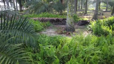 aerial landscape of the overgrown vegetation at the plantation sunny morning scene. 